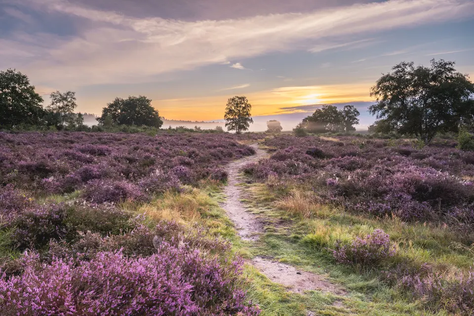 Wandelpad in de omgeving