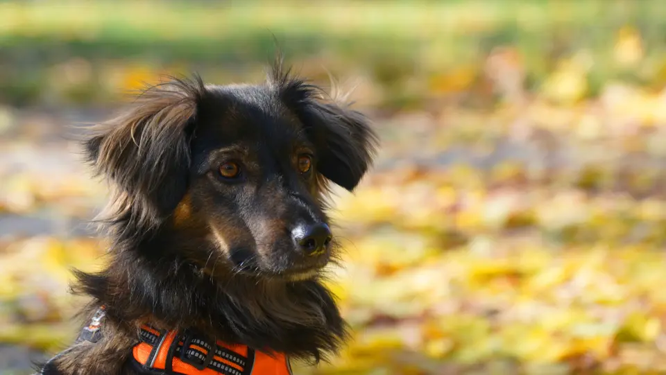 Hondentrainer met een hond